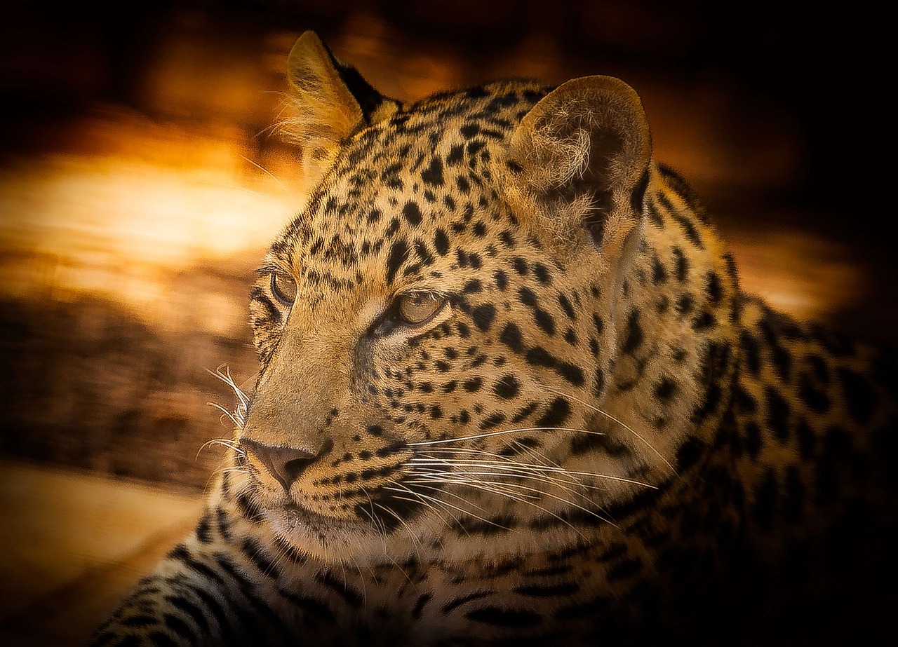Image - leopard wildlife africa