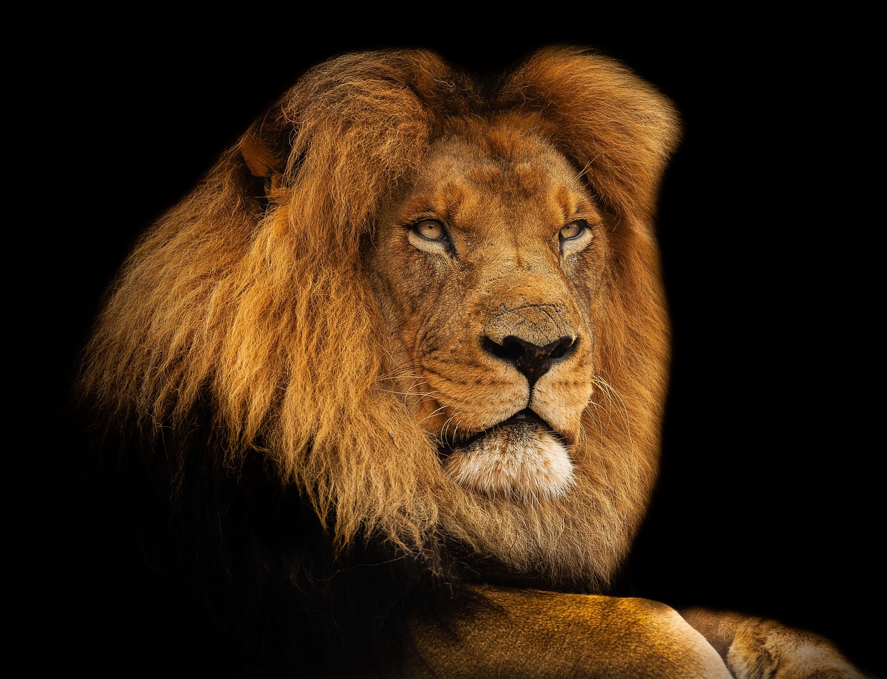 Image - lion king mane africa mammal