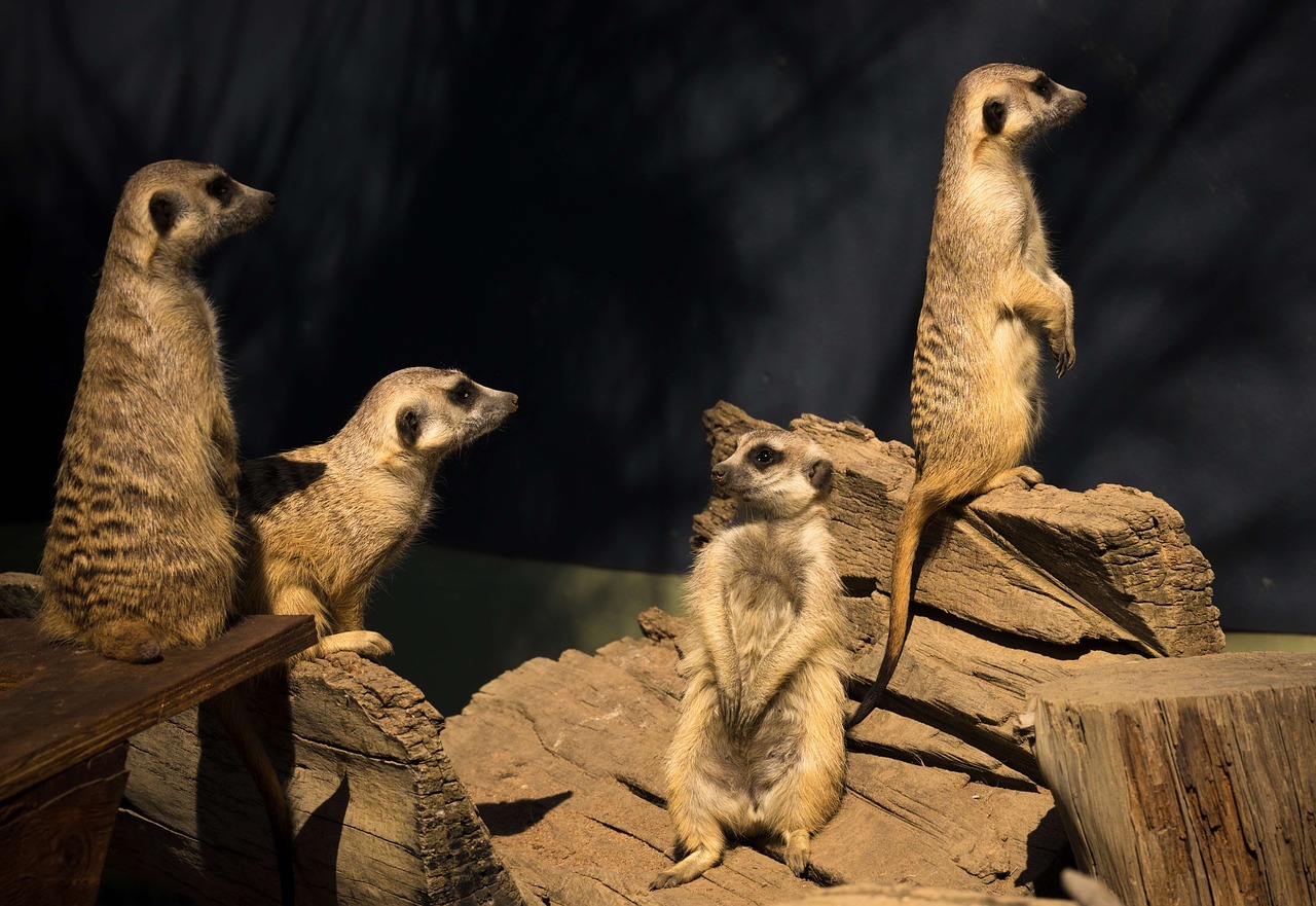 Image - meerkat africa curious conservation