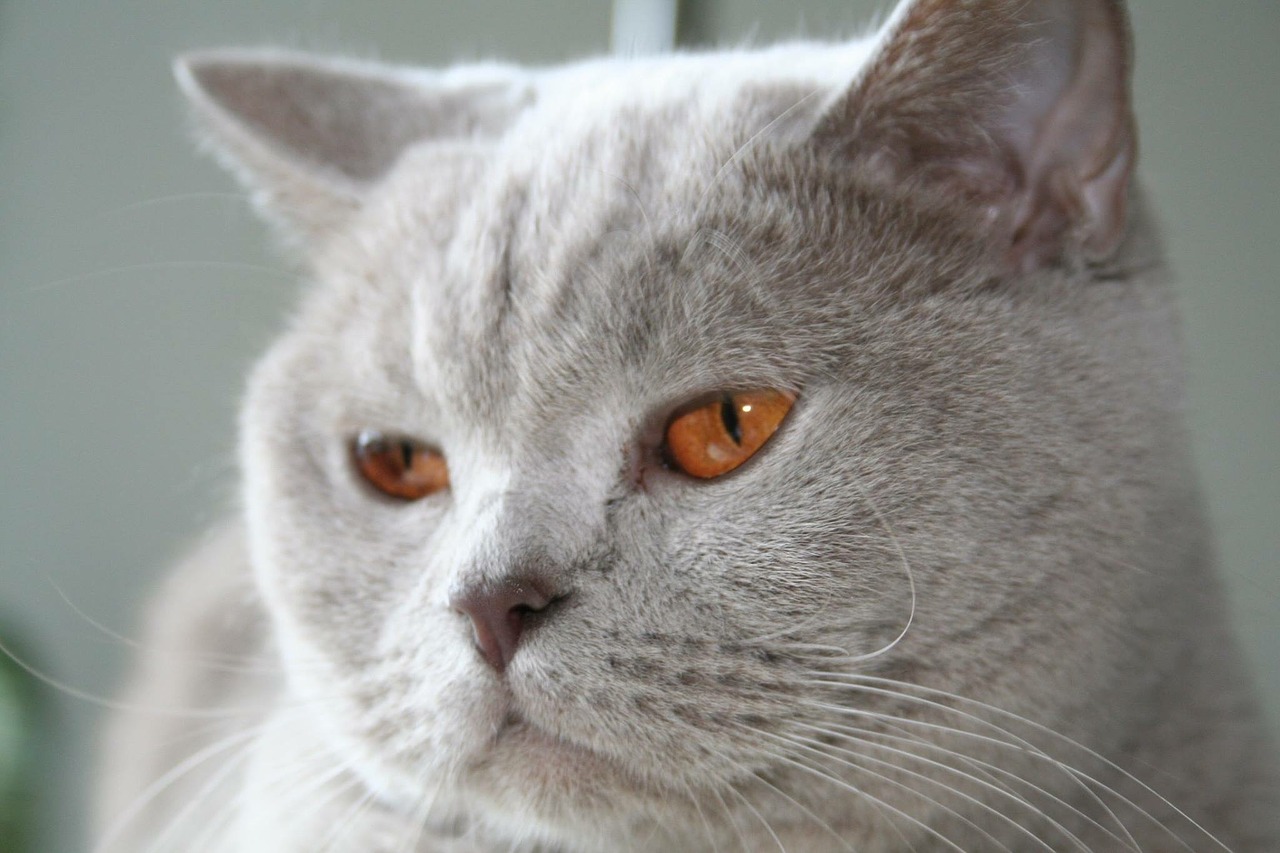 Image - cat lilac eyes british shorthair