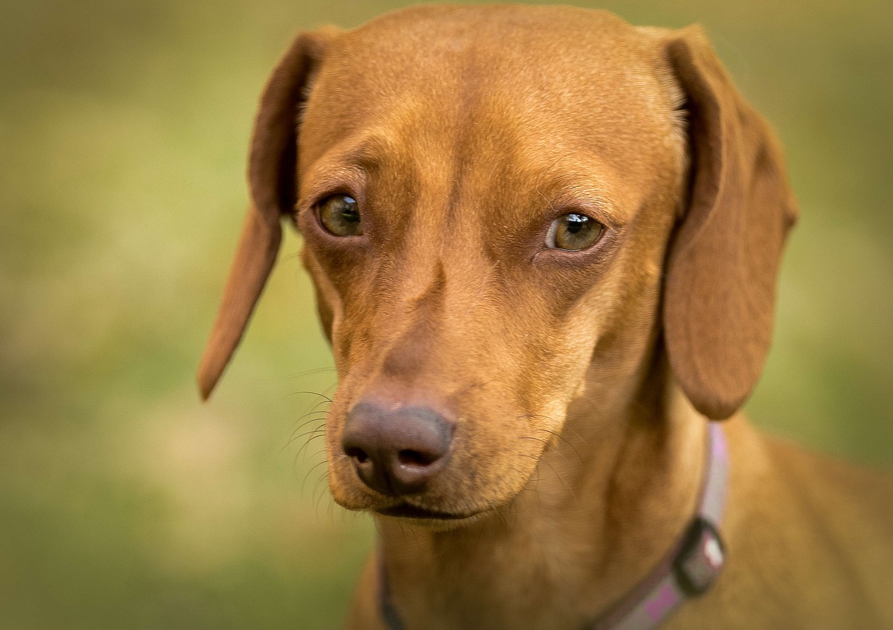 Image - dachshund eyes green close cute