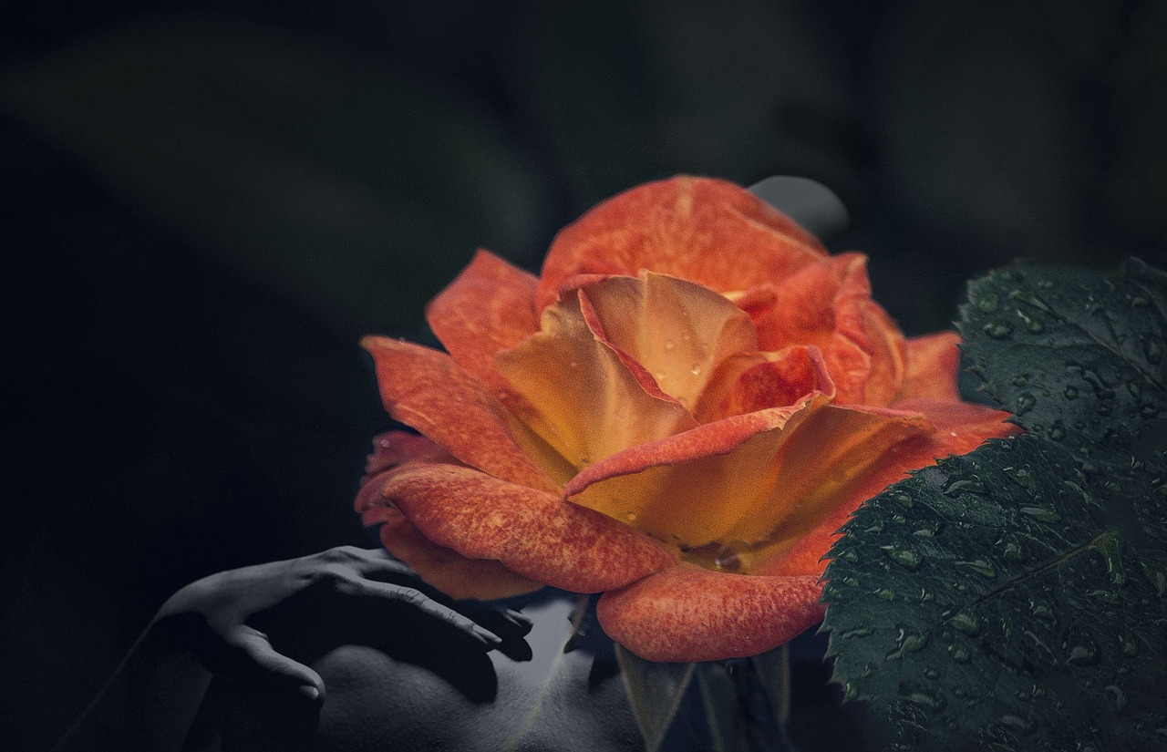Image - double exposure art rose background