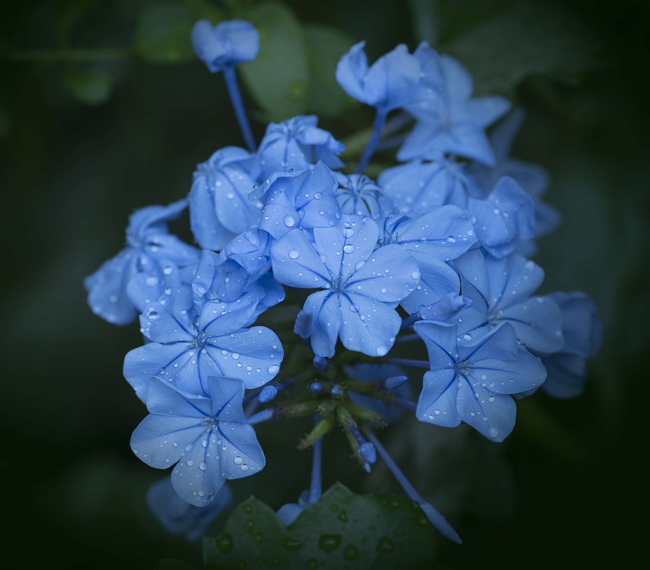 Image - plumbago blue close decorative