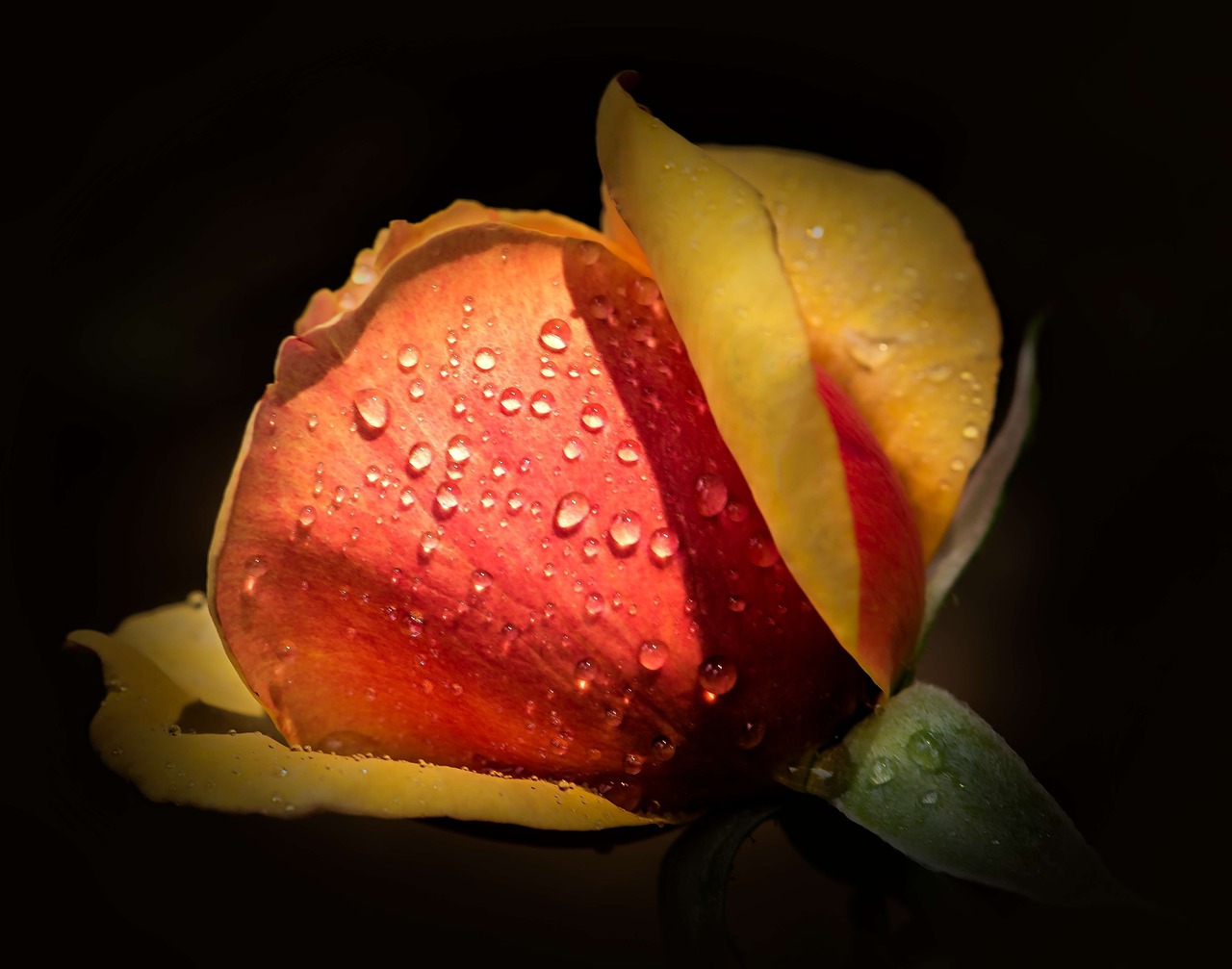 Image - rose macro dew drops yellow red