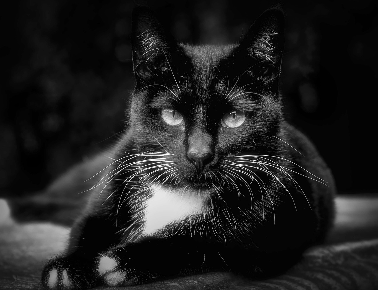 Image - cat feline close up black and white