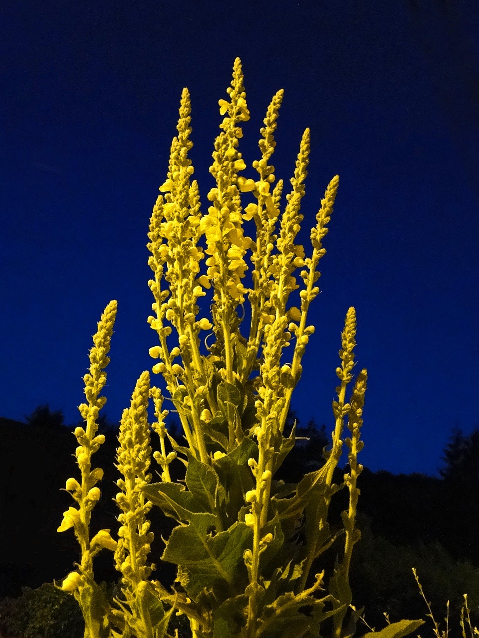 Image - flower yellow yellow flower nature