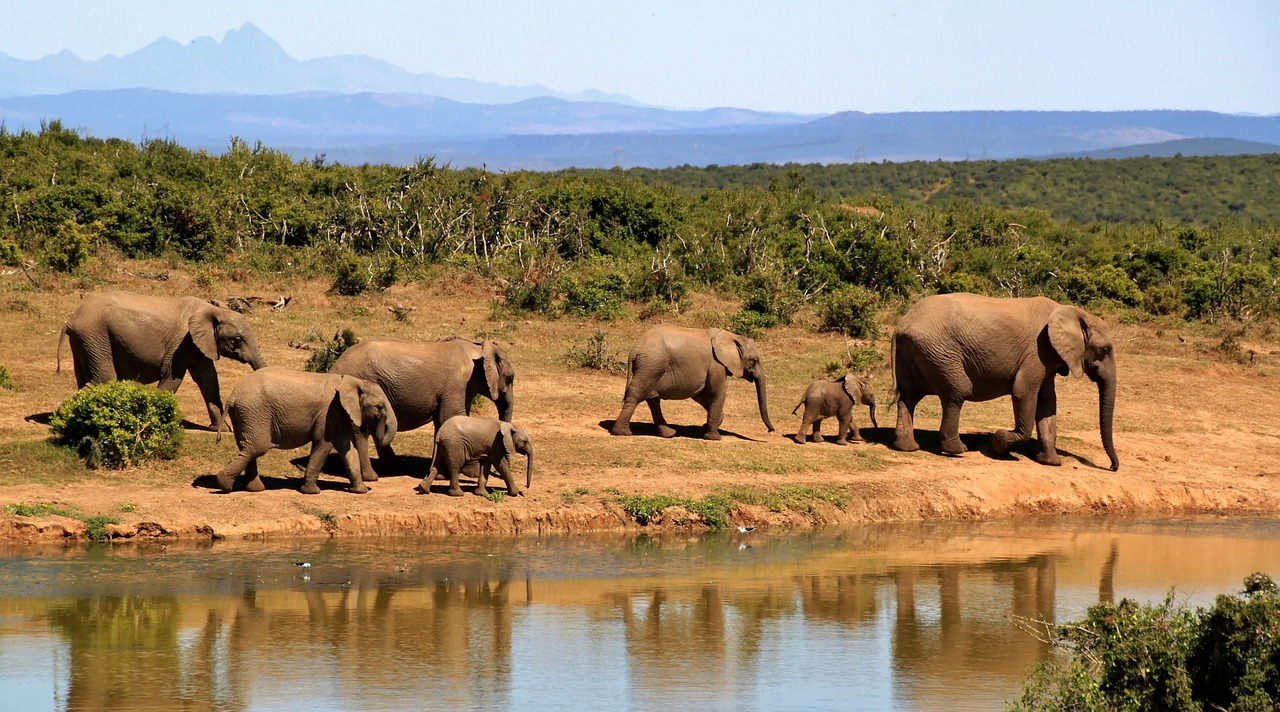 Image - elephant herd of elephants