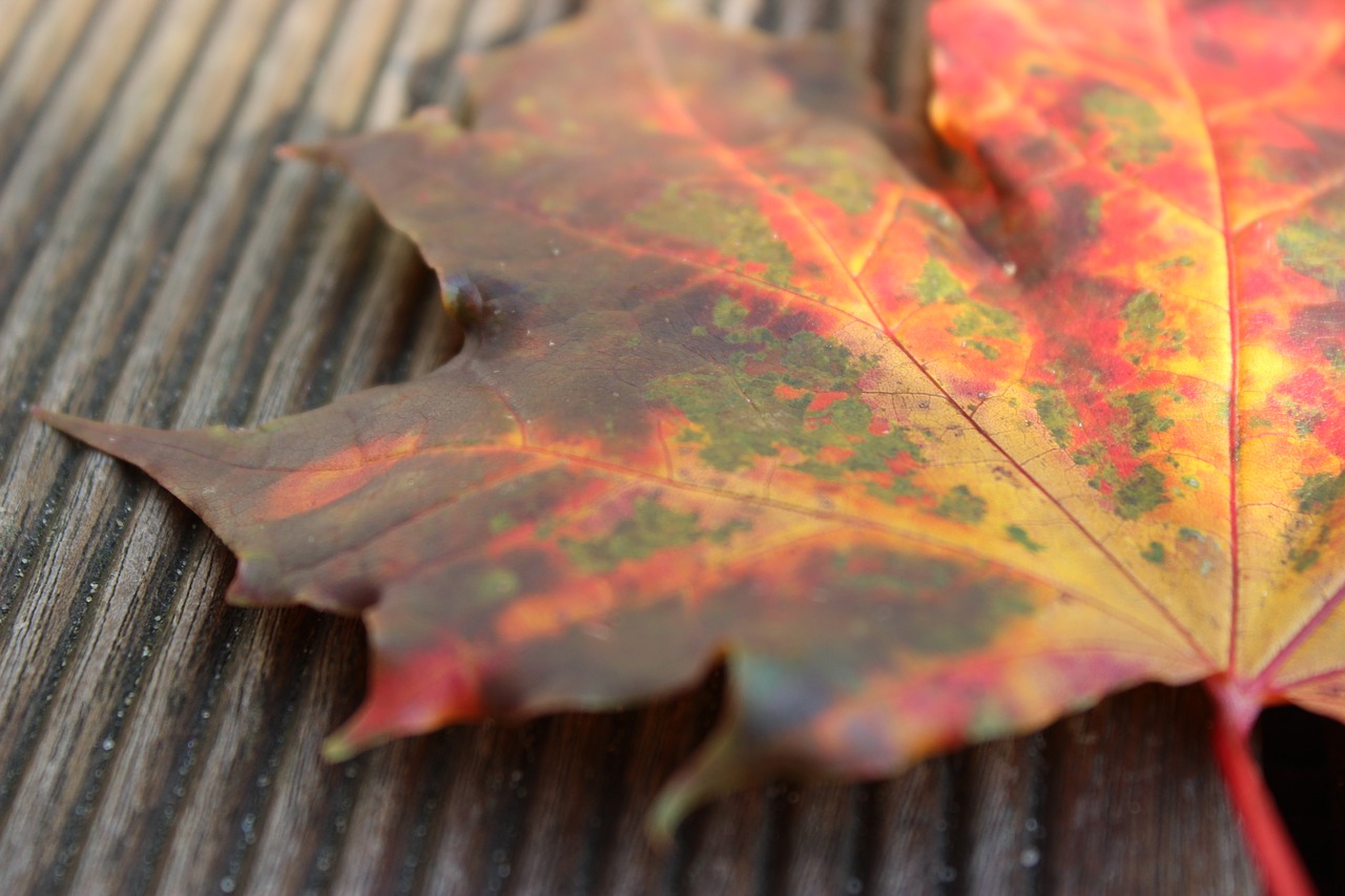 Image - autumn autumn beginning leaf close