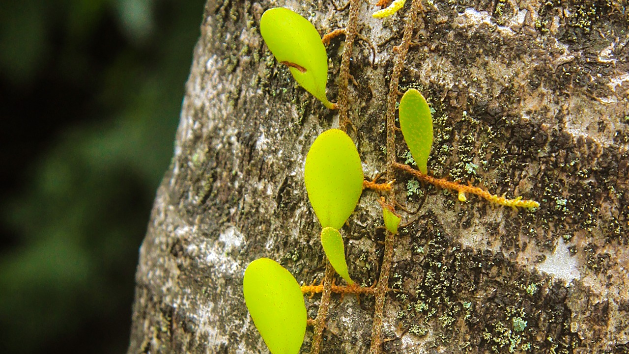 Image - flower green parasite palm leaf