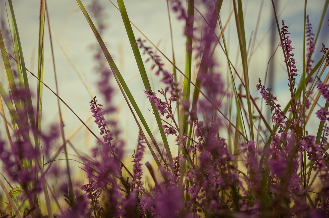 Image - lavender flowers violet purple