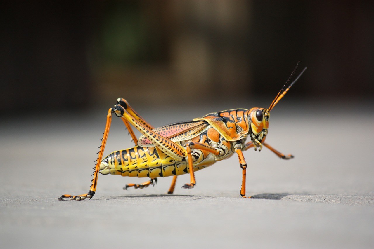 Image - grasshopper insect nature animal