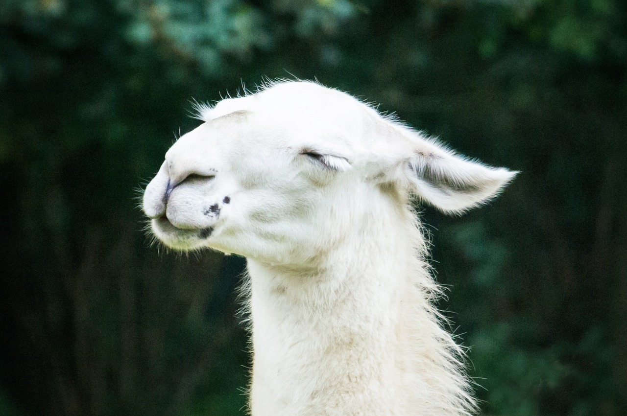 Image - lama animal white cute nature