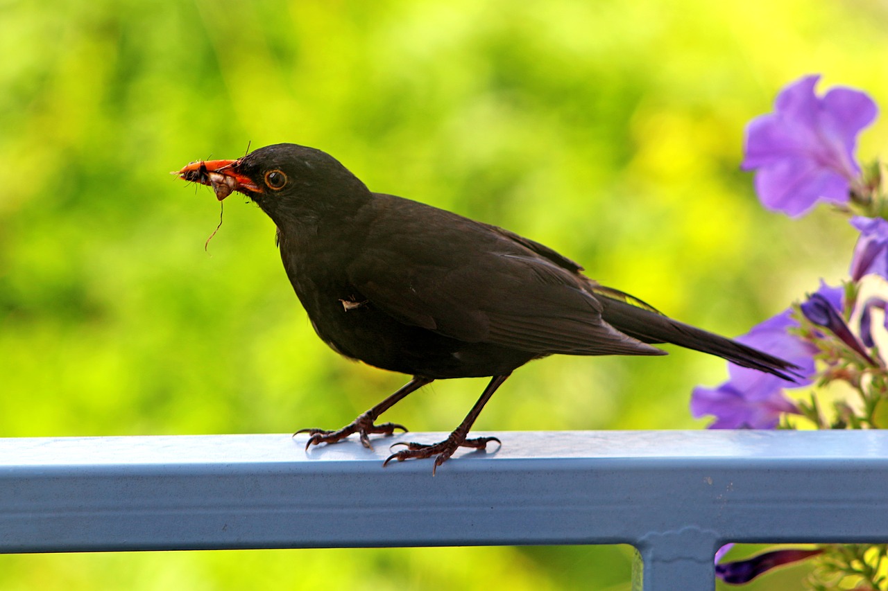 Image - summer balcony terrace bird