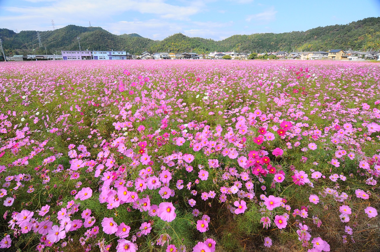 Image - cosmos field autumn