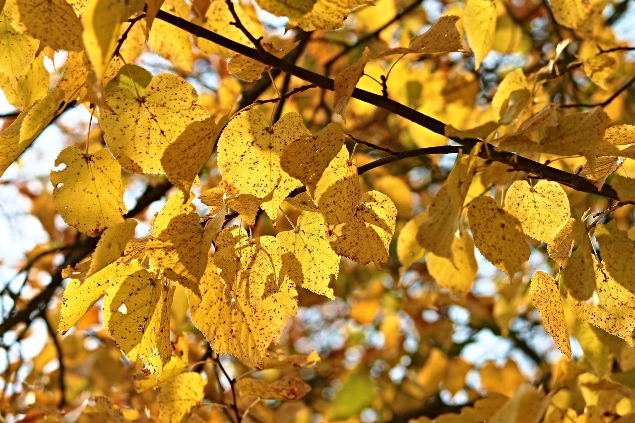 Image - fall foliage tree leaves autumn