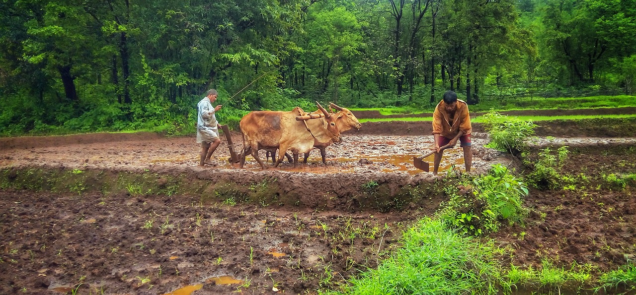 Image - nature kokan sindhudurg goa farmer