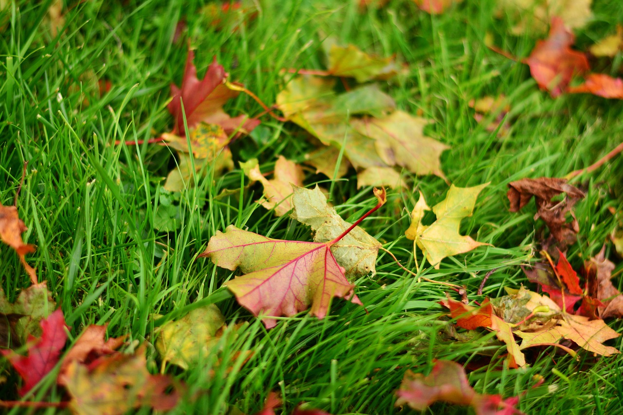 Image - fall leaves maple leaves maple