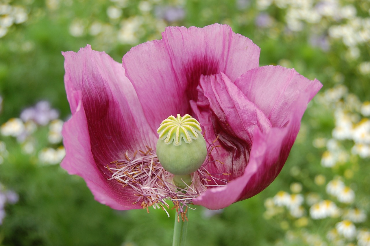 Image - flower glaive pink blossoms poppy