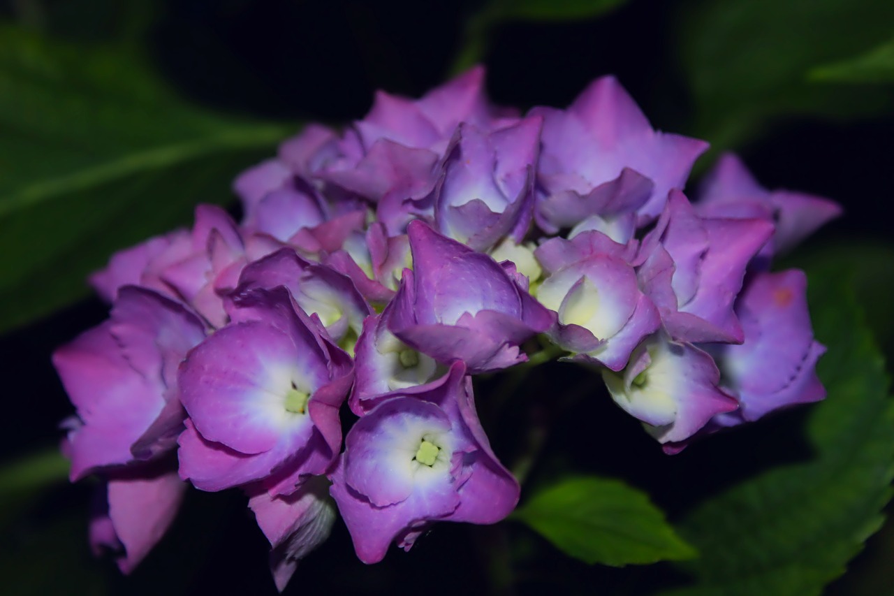 Image - hydrangea violet petals