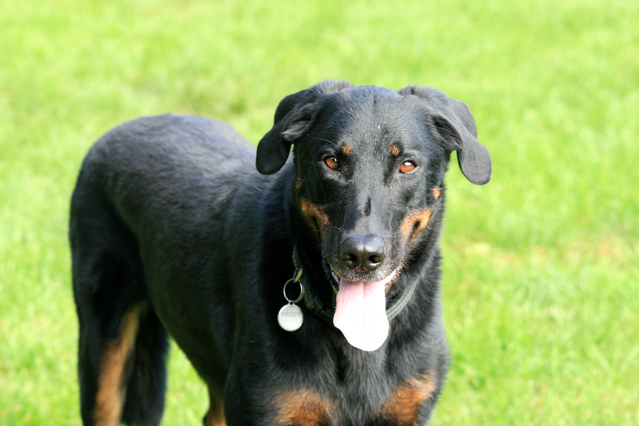 Image - dog animal beauceron