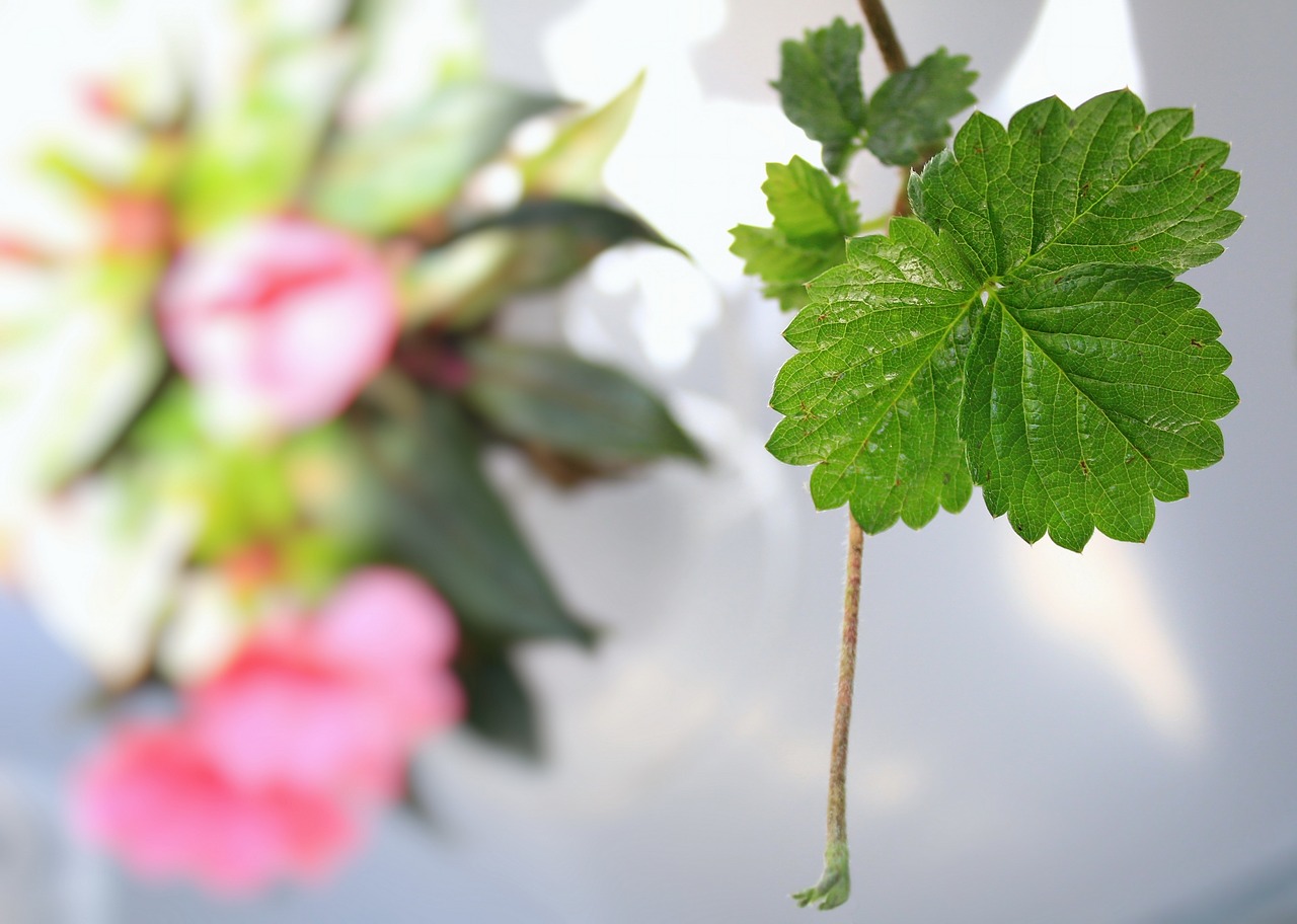 Image - leaf flower fresh colors green