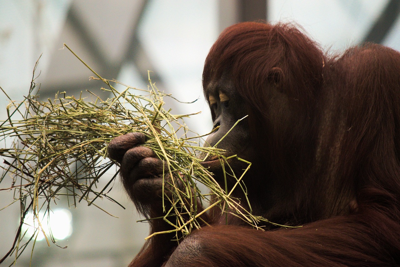 Image - orangutan monkey mammal zoo