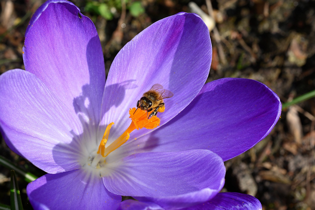 Image - crocus flower blossom bloom close