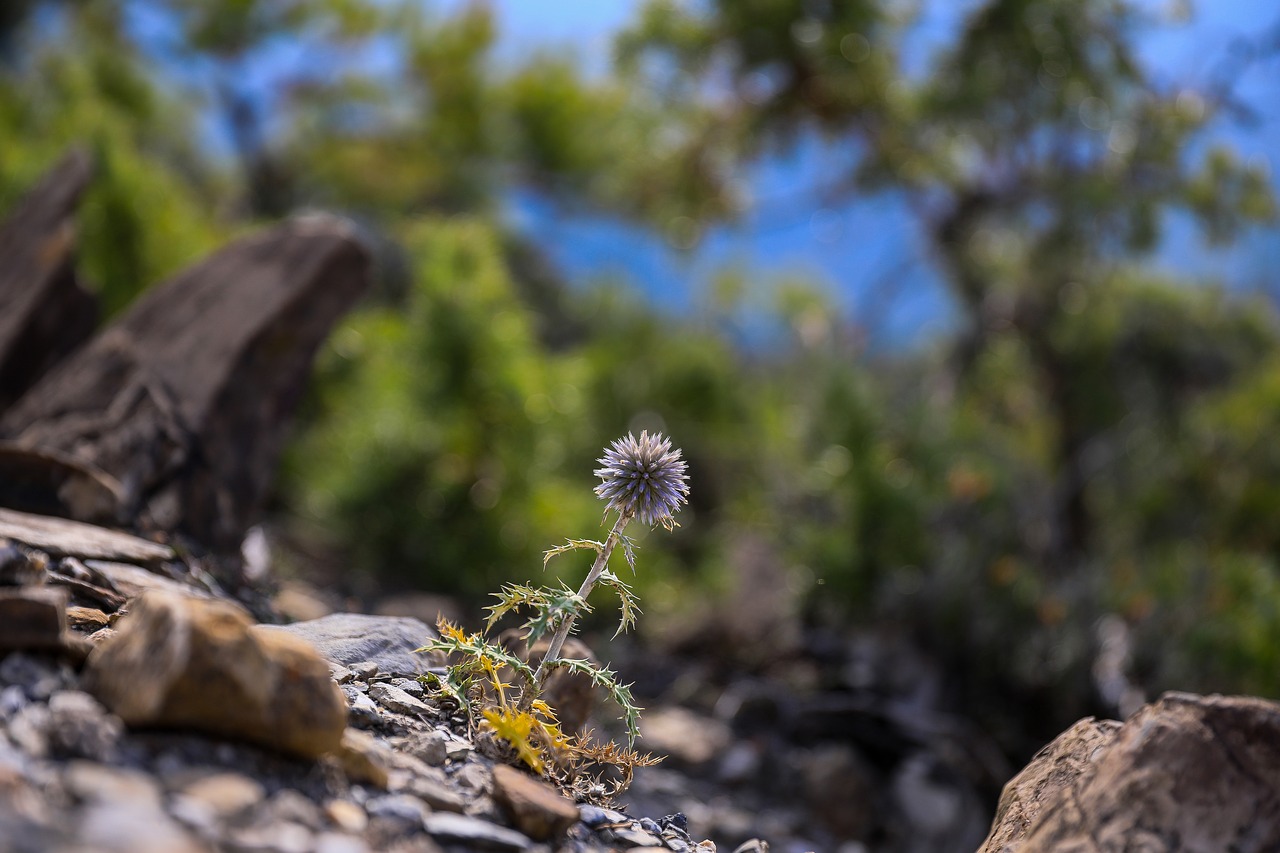 Image - szamárkóró plant dry plant nature