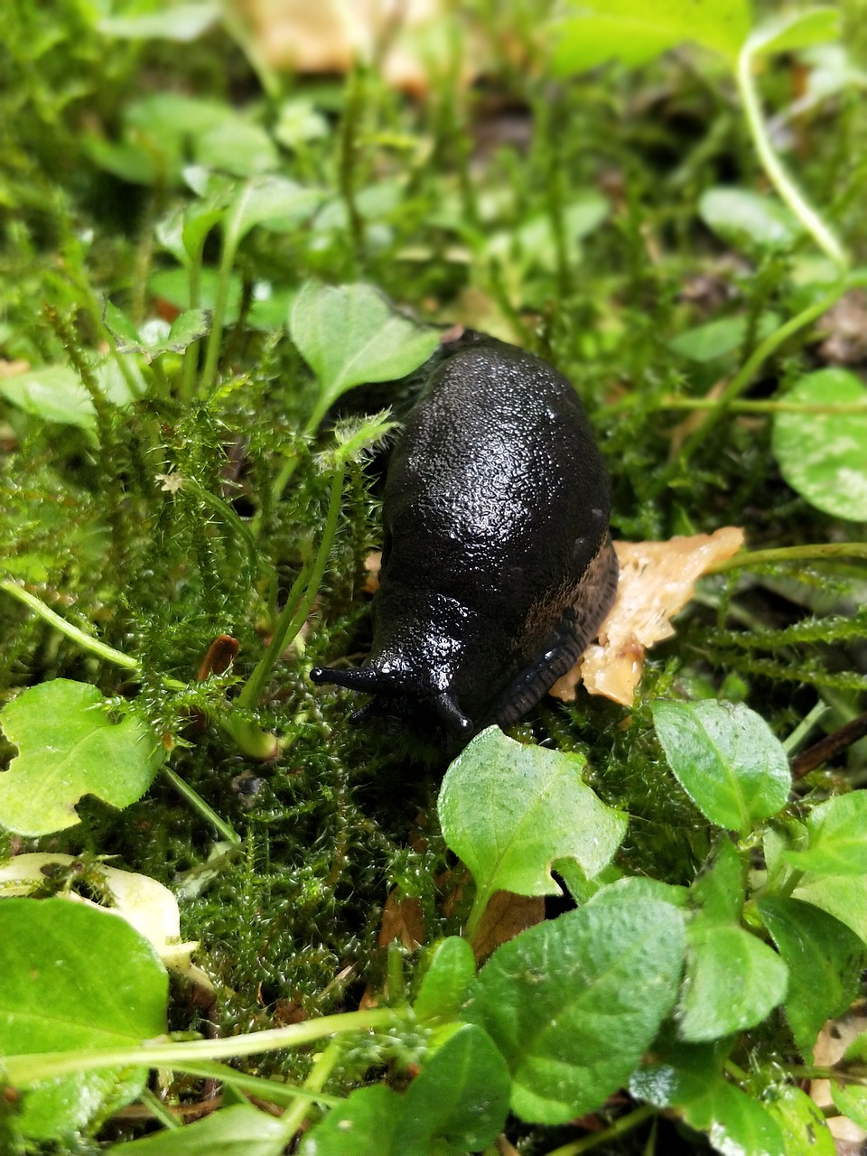 Image - snail forest forest floor