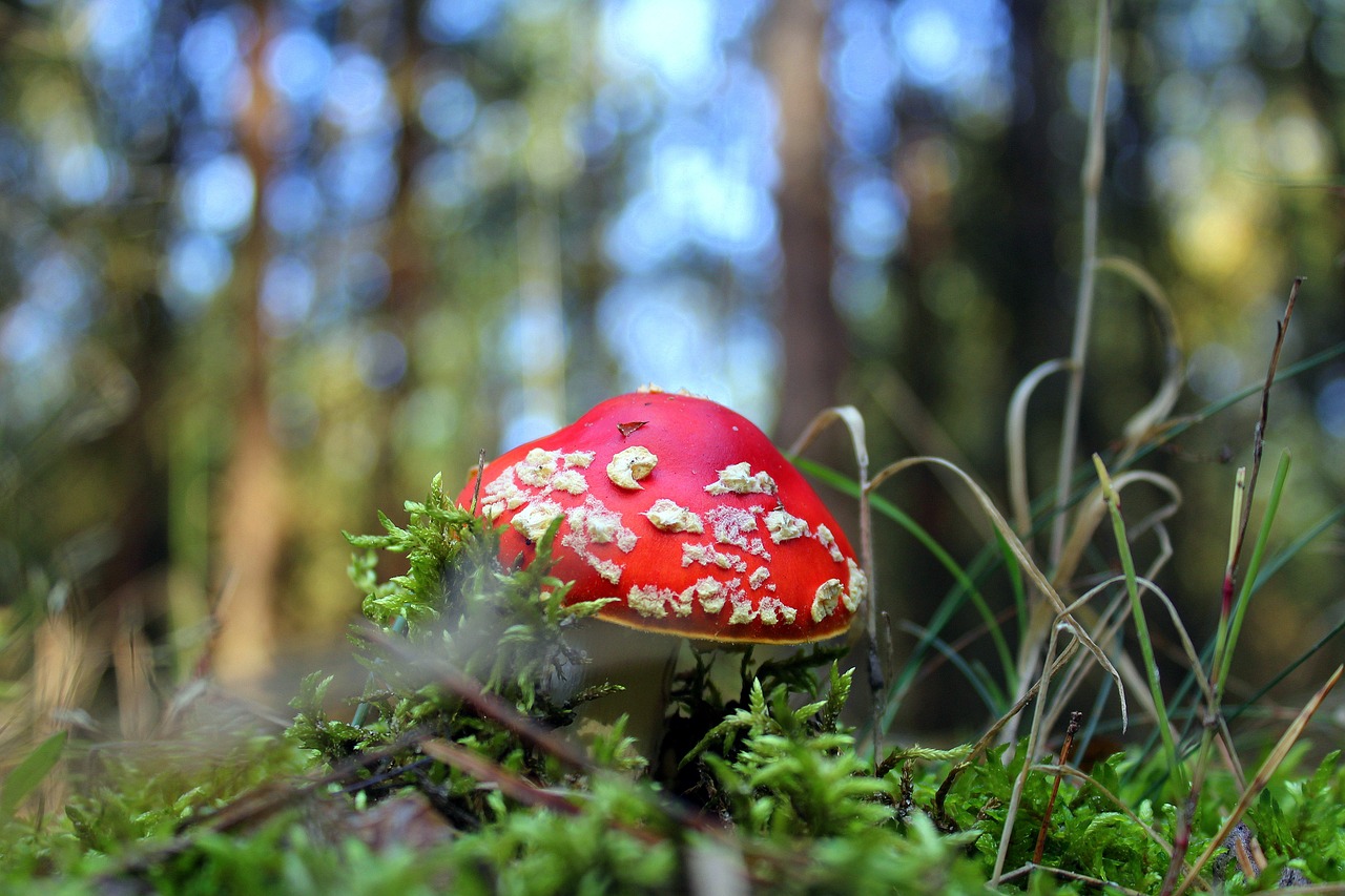 Image - fly agaric red forest mushroom