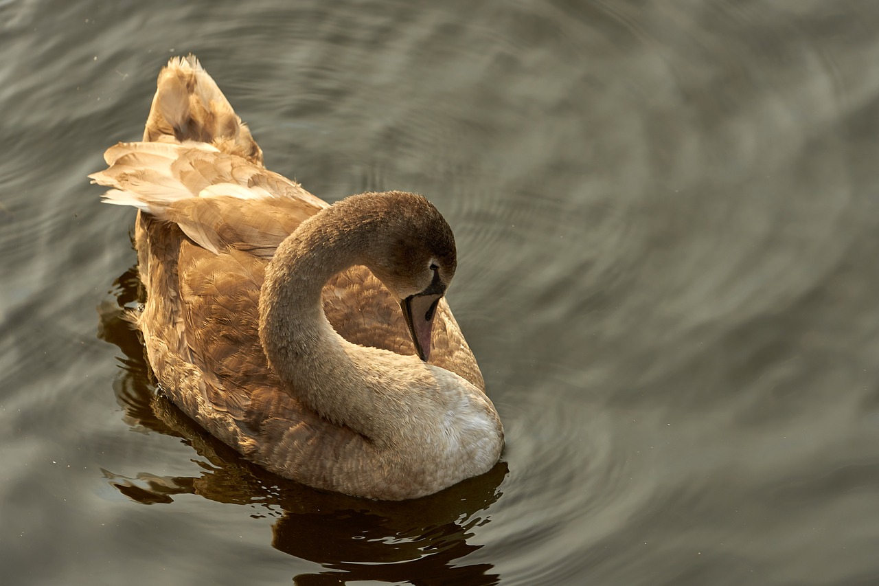 Image - swan cygnet young swan young