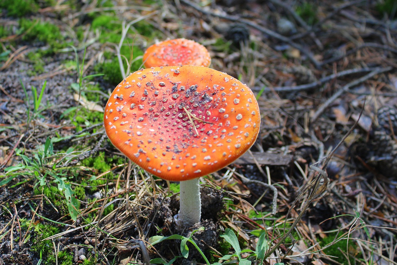 Image - fly agaric red poisonous mushrooms