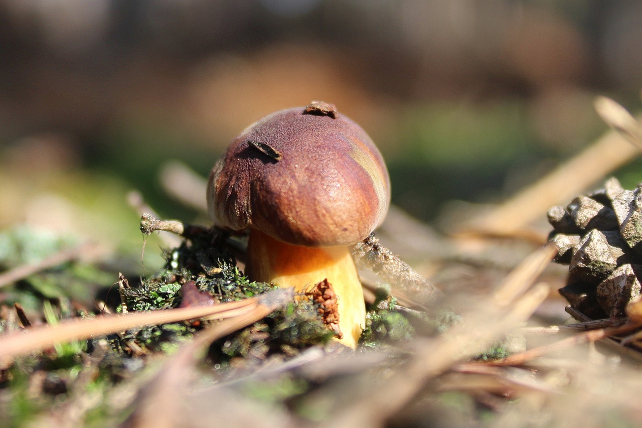 Image - brown chestnut boletus