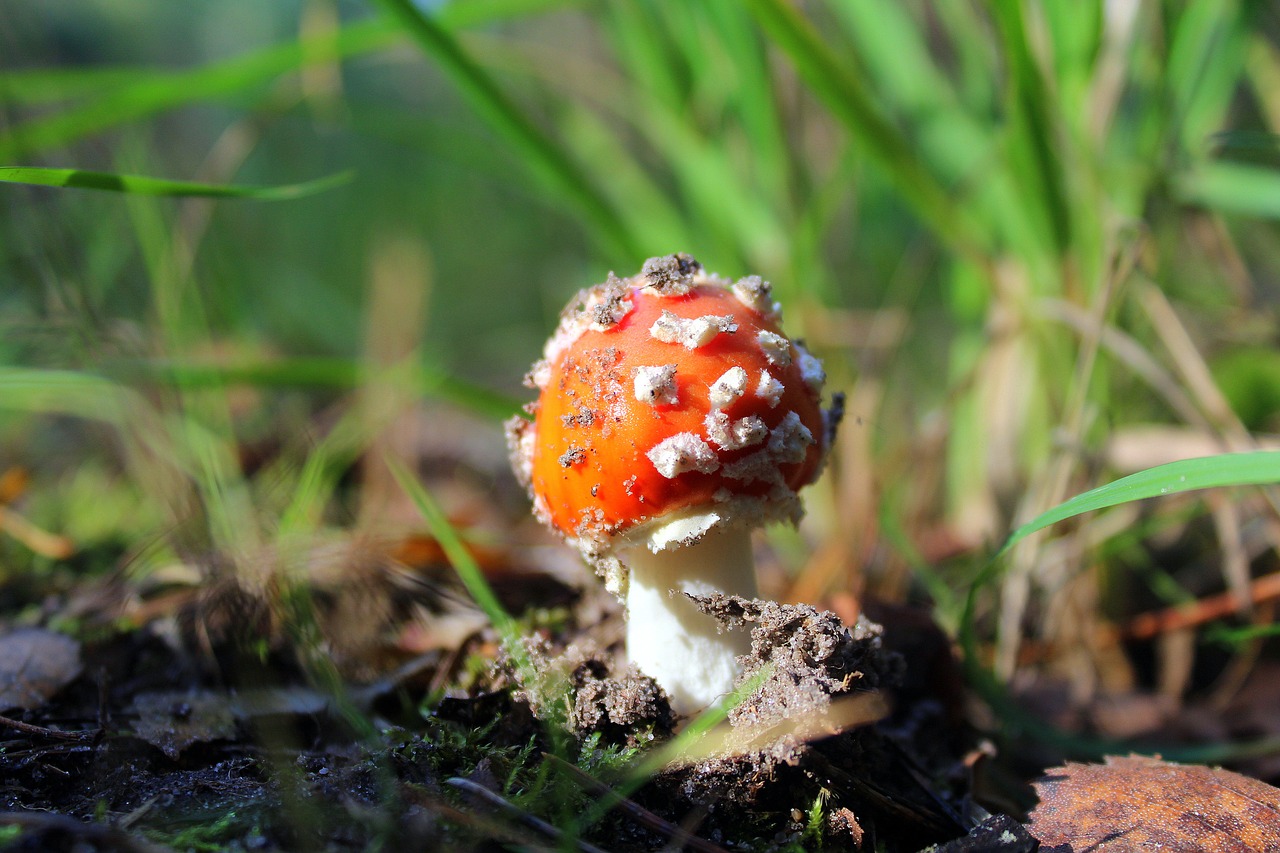 Image - fly agaric red poisonous mushrooms