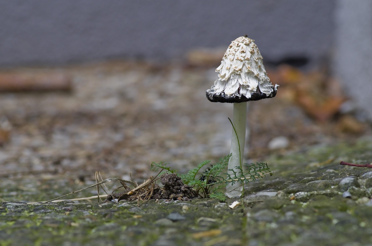 Image - autumn mushroom schopf comatus