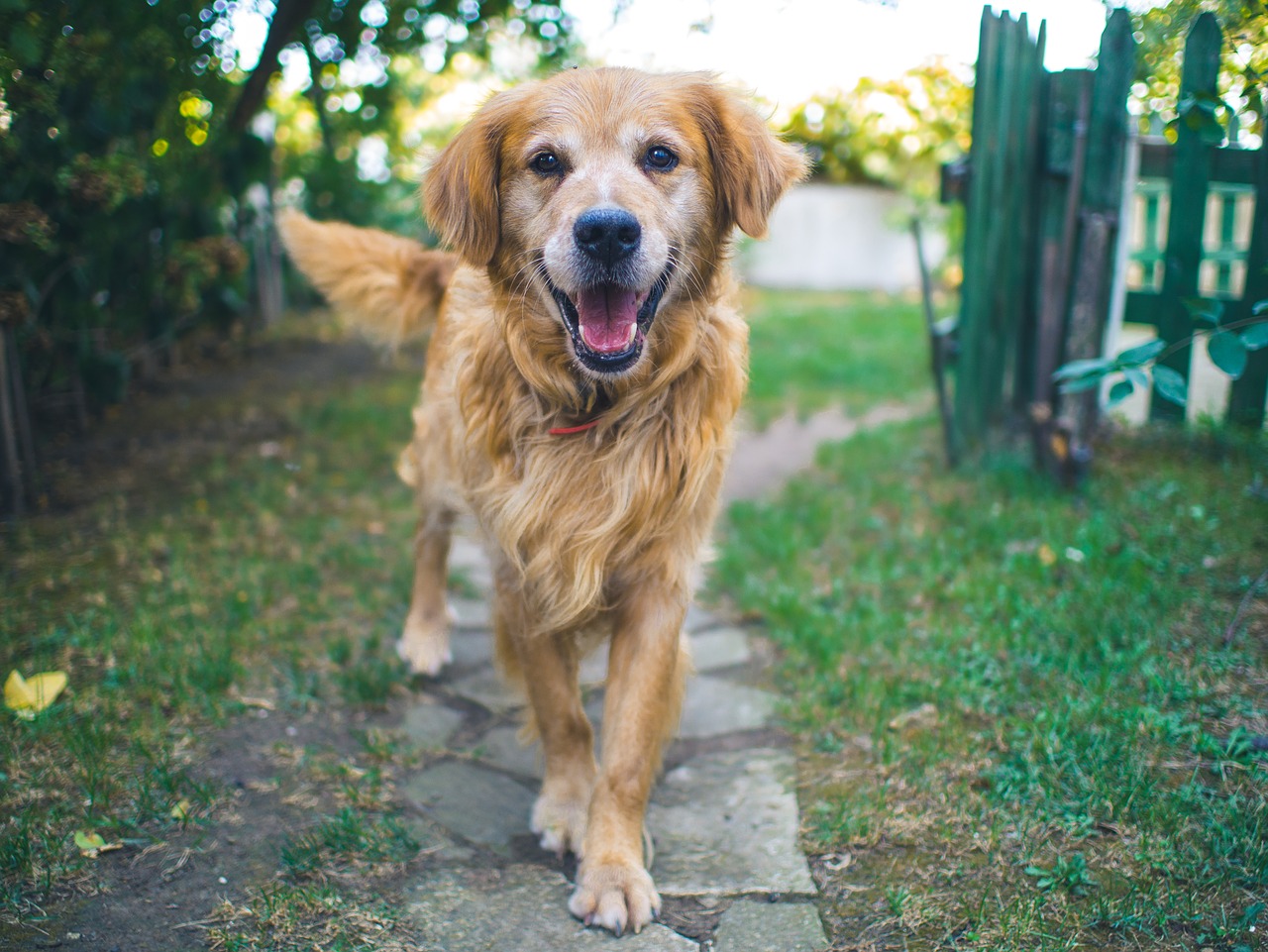 Image - dog happy cute animal portrait