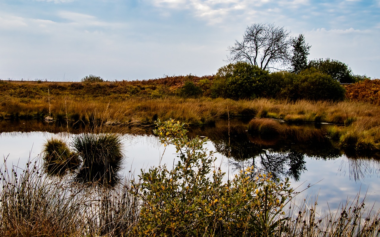 Image - moor landscape nature