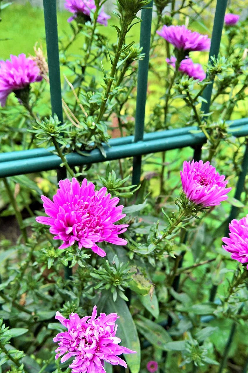 Image - asters herbstastern flowers