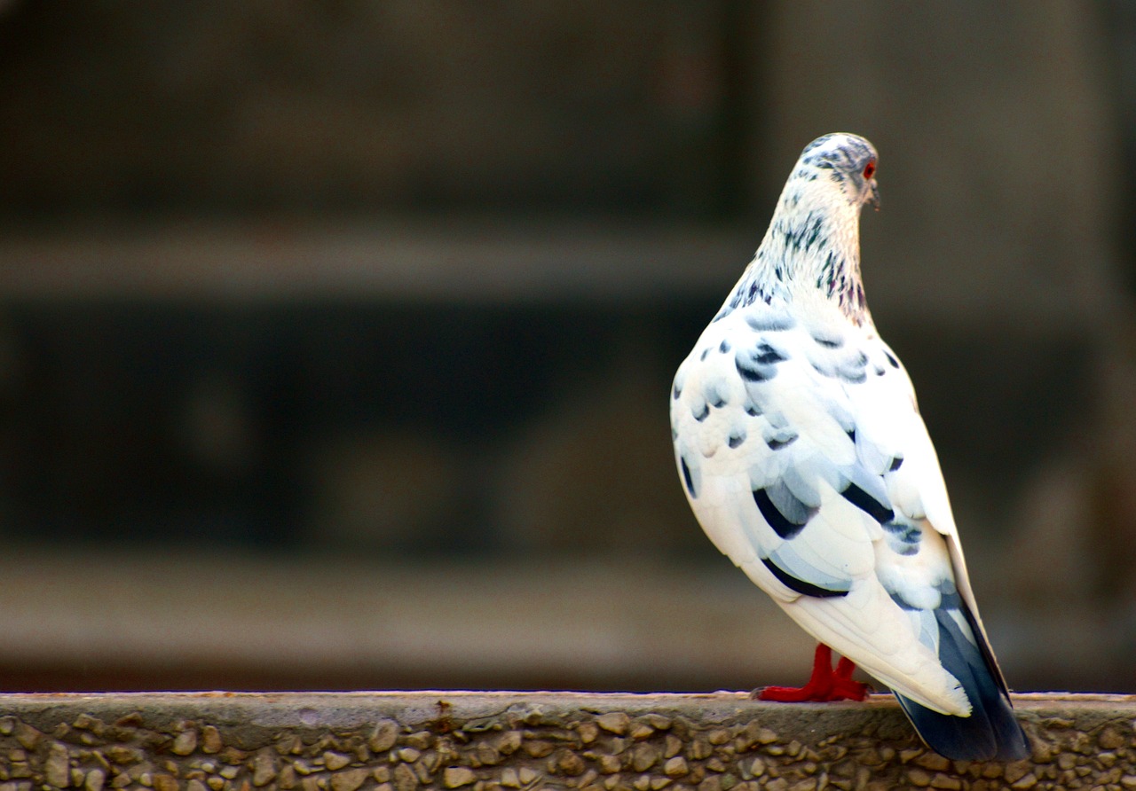 Image - white grey pigeon domestic pigeon