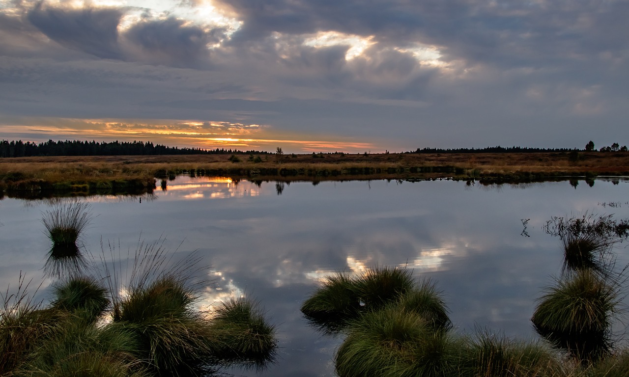Image - moor swamp landscape nature