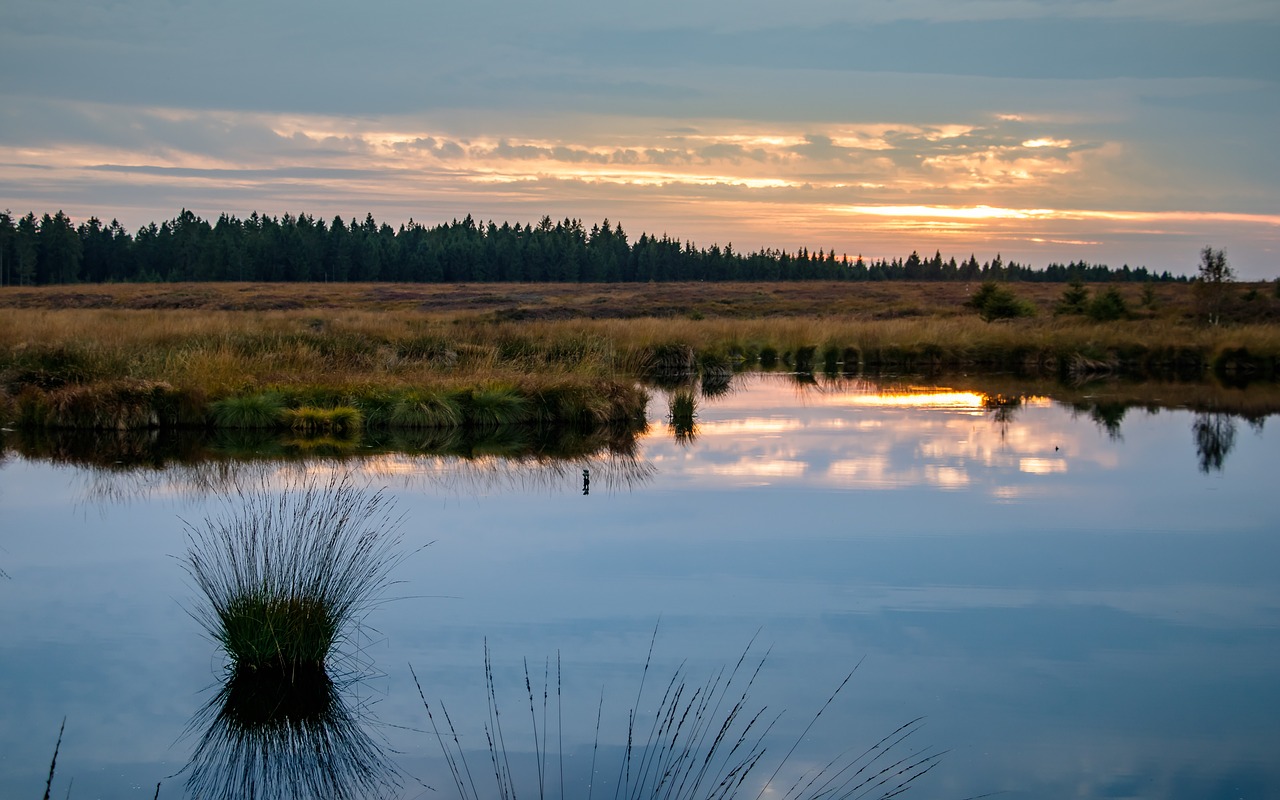 Image - moor swamp landscape nature