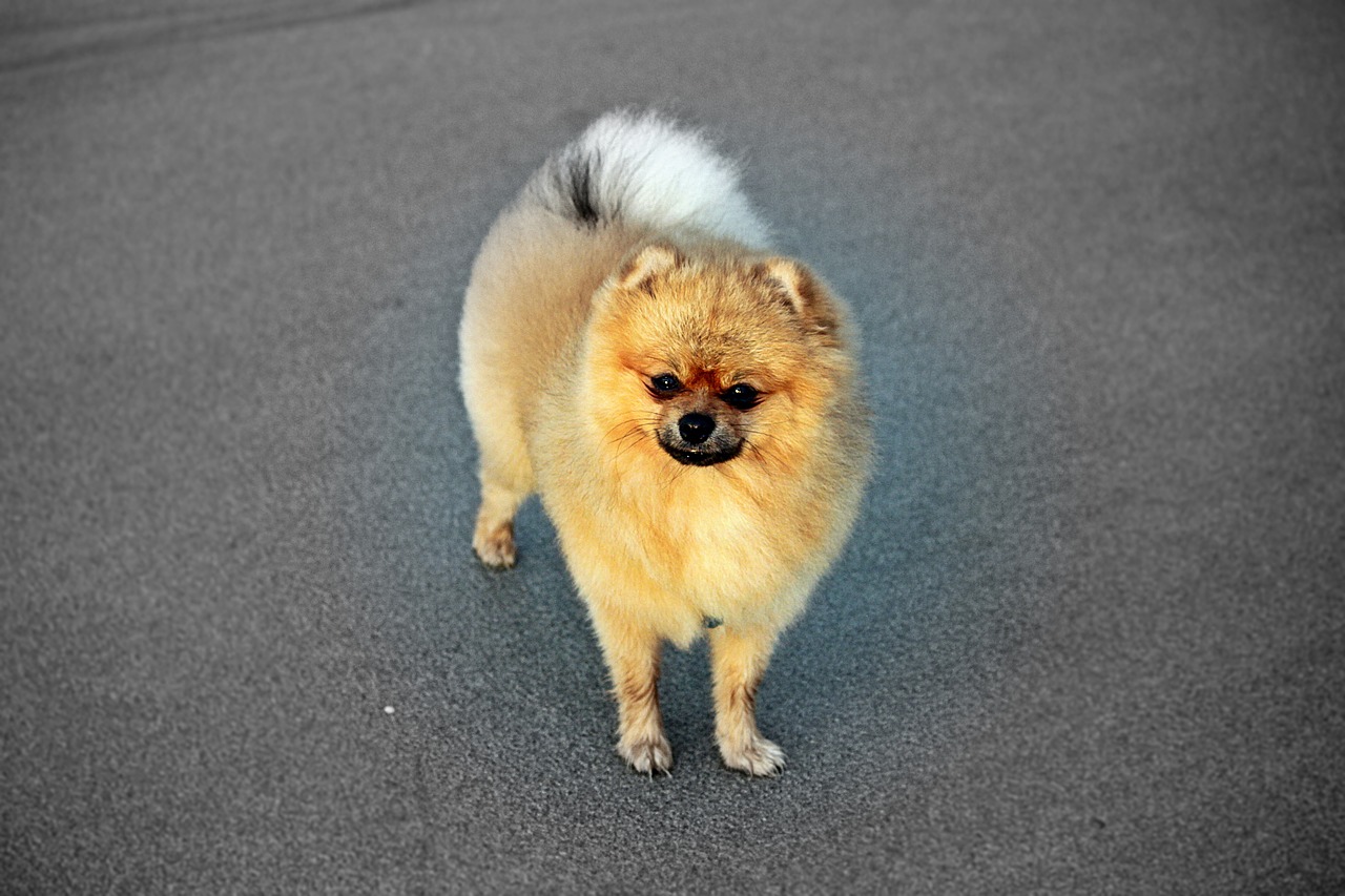 Image - spitz miniature pure breed dog