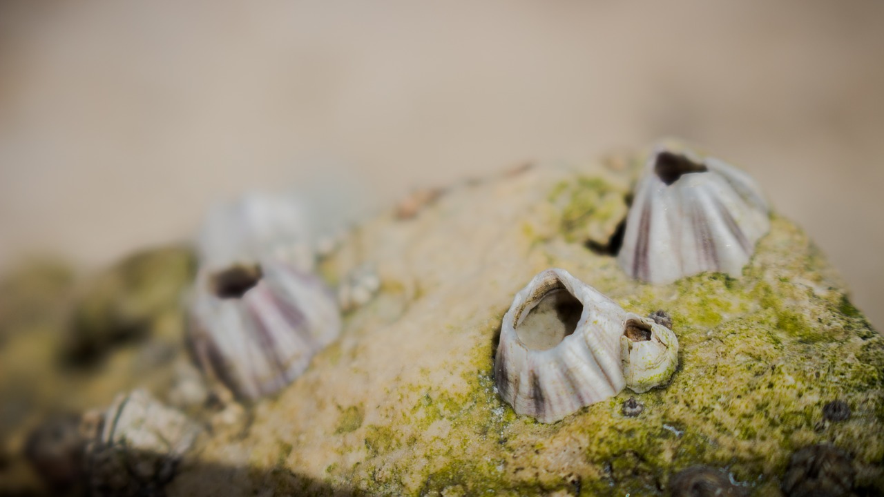 Image - rock shell nature ocean sea stone