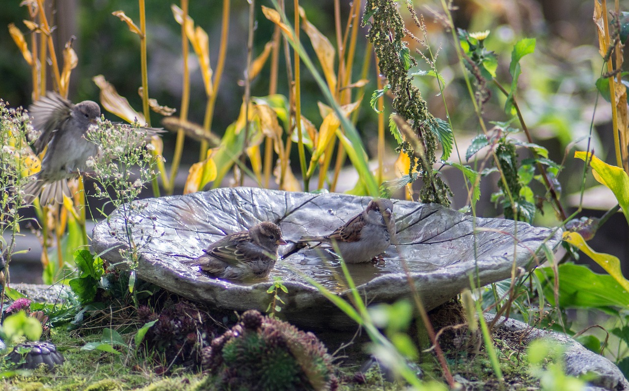 Image - birds sperling sparrows garden