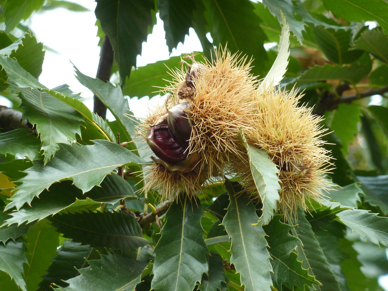 Image - chestnut fruit maroni