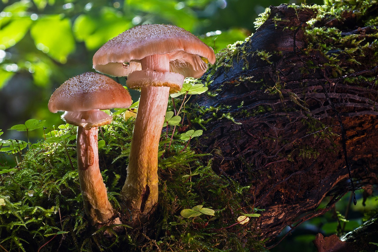 Image - mushroom forest mushroom agaric