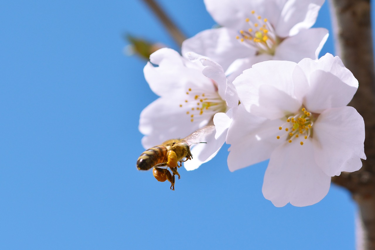 Image - cherry blossom sakura spring flowers