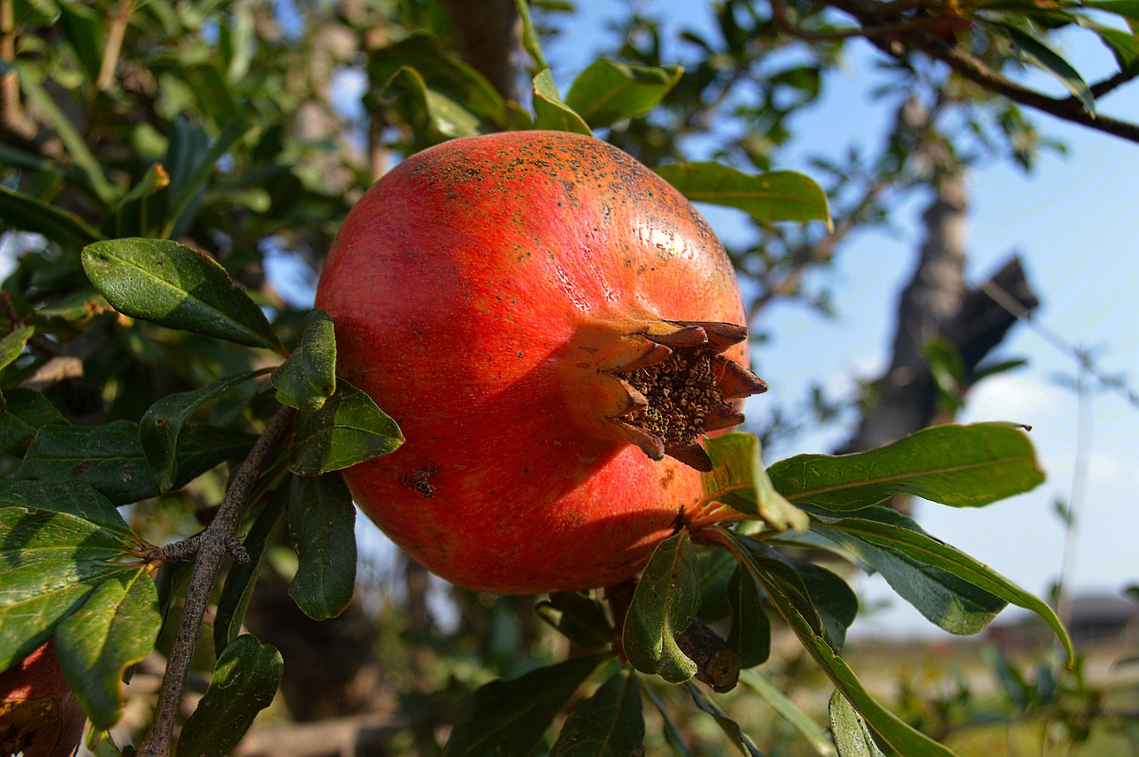 Image - grenades fruit acidic fruits fruits