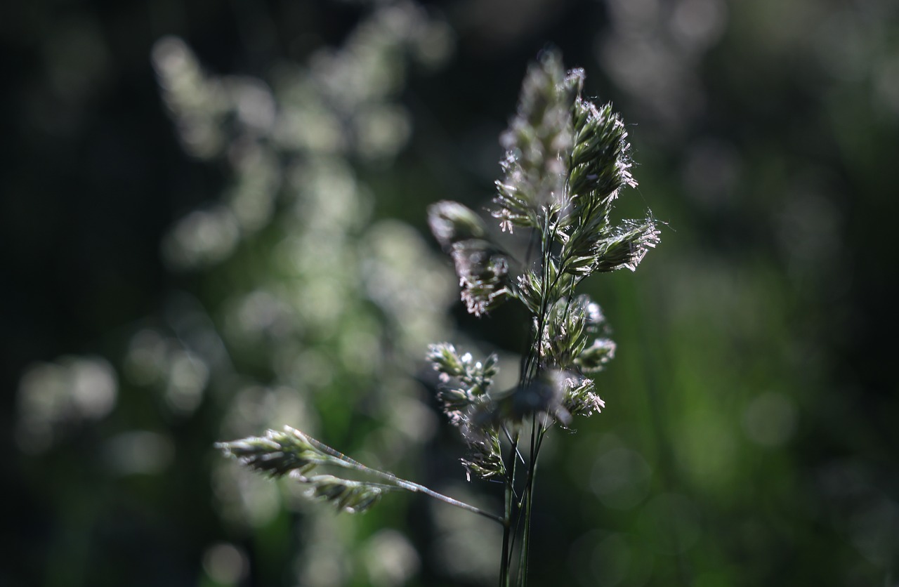 Image - weed green light natural