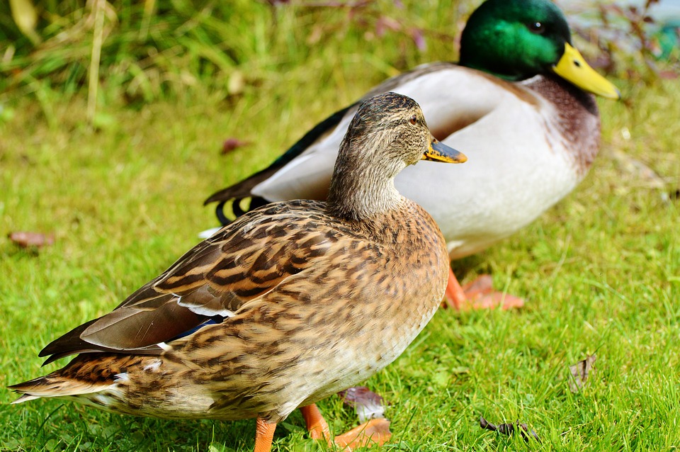 Image - ducks waterfowl mallard bird